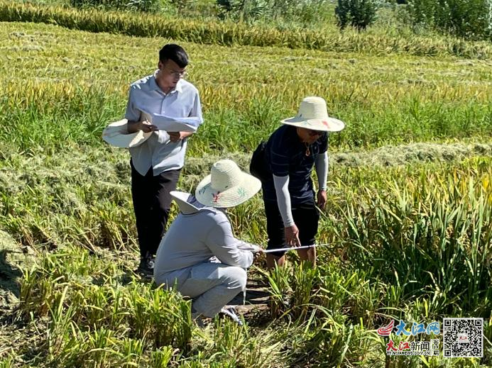 最新韭黄种植技术视频揭秘，农业革新的前沿探讨