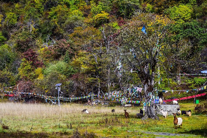 漳浒寨回迁日，追寻自然美景的心灵之旅，历史视角下的11月13日最新动态